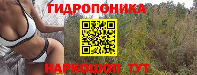 сатива Кингисепп