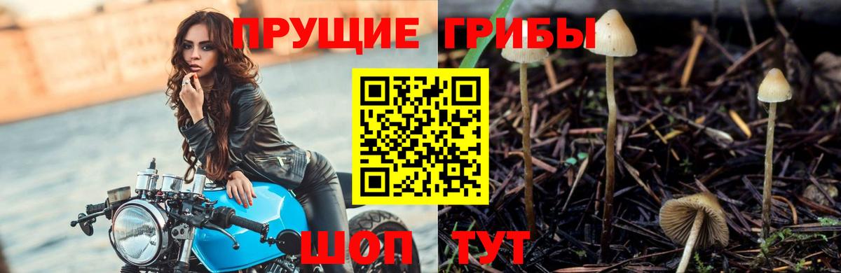 Алейск  Галлюциногенные грибы Psilocybe  как найти наркотики  Вход с VPN 